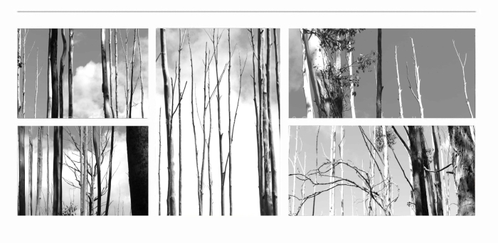 LINEAR-ABSTRACTION-IN-TREES-BLACK-AND-WHITE-FINE-ART-PHOTOGRAPHS-FOR-SALE