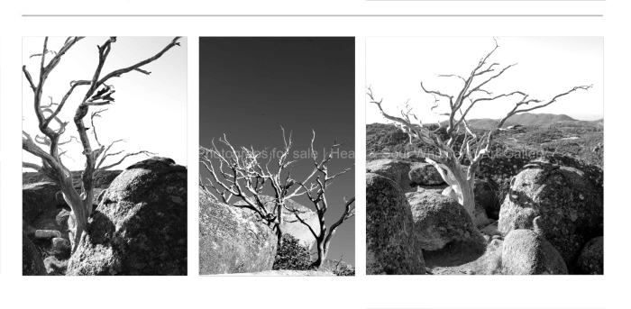 MINIMALISM-DEAD-TREES-ON-THE-ROCKS-MT-BUFFALO-BLACK-AND-WHITE-FINE-ART-PHOTOGRAPHY-FOR-SALE