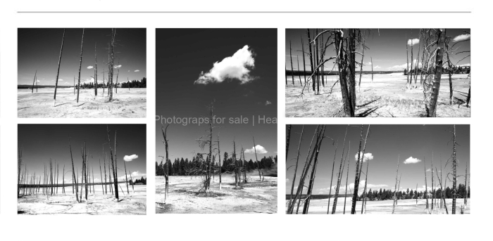 MINIMALISM-Dead-trees-at-Geyshers-BLACK-AND-WHITE-FINE-ART-PHOTOGRAPHY-FOR-SALE