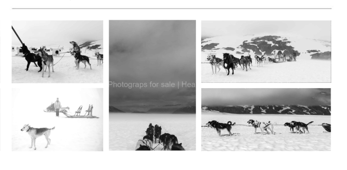 SENSE-OF-PLACE-DOG-SLEDDING-BLACK-AND-WHITE-FINE-ART-PHOTOGRAPHY-FOR-SALE