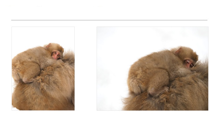 WILDLIFE-AND-ANIMAL-PHOTOGRAPHS-1