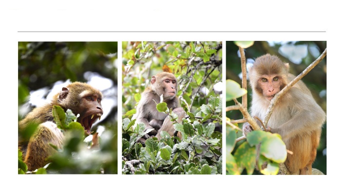 WILDLIFE-AND-ANIMAL-PHOTOGRAPHS-10