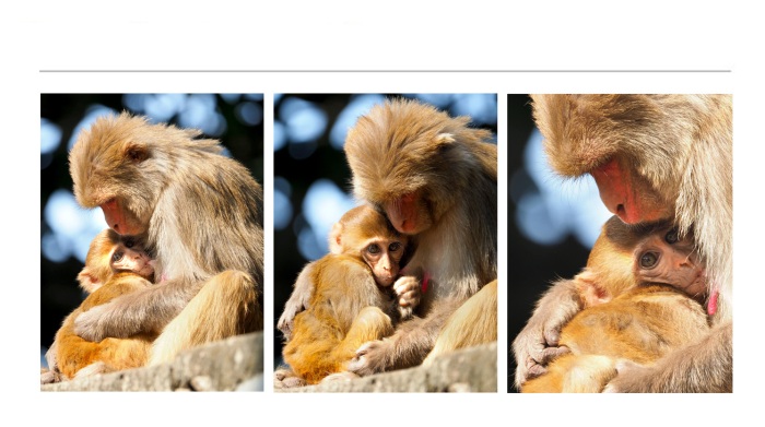 WILDLIFE-AND-ANIMAL-PHOTOGRAPHS-11