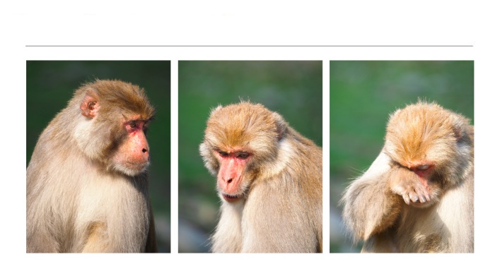 WILDLIFE-AND-ANIMAL-PHOTOGRAPHS-13