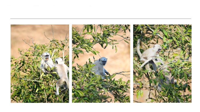 WILDLIFE-AND-ANIMAL-PHOTOGRAPHS-14