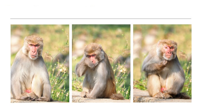 WILDLIFE-AND-ANIMAL-PHOTOGRAPHS-15