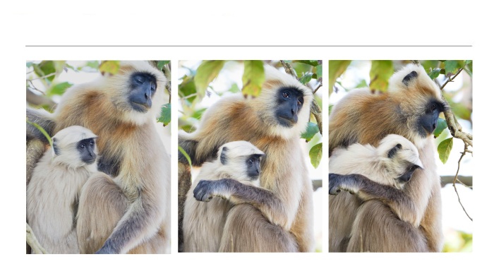 WILDLIFE-AND-ANIMAL-PHOTOGRAPHS-16