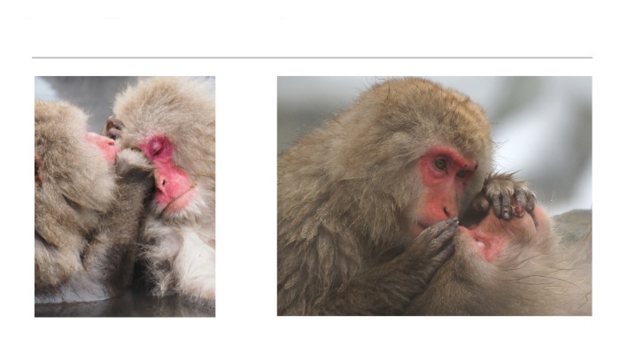 WILDLIFE-AND-ANIMAL-PHOTOGRAPHS-2