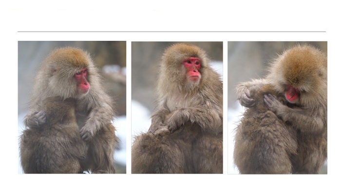 WILDLIFE-AND-ANIMAL-PHOTOGRAPHS-3