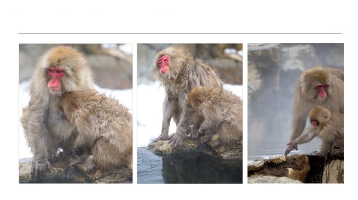 WILDLIFE-AND-ANIMAL-PHOTOGRAPHS-4