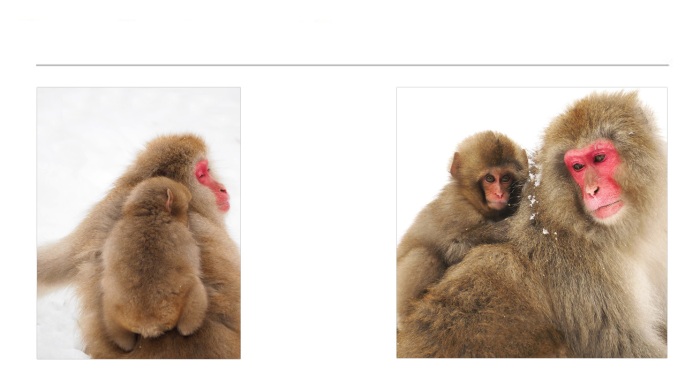 WILDLIFE-AND-ANIMAL-PHOTOGRAPHS-5