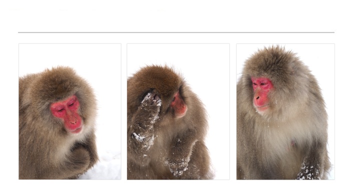 WILDLIFE-AND-ANIMAL-PHOTOGRAPHS-7