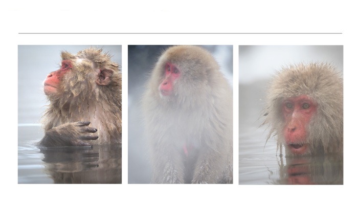 WILDLIFE-AND-ANIMAL-PHOTOGRAPHS-8