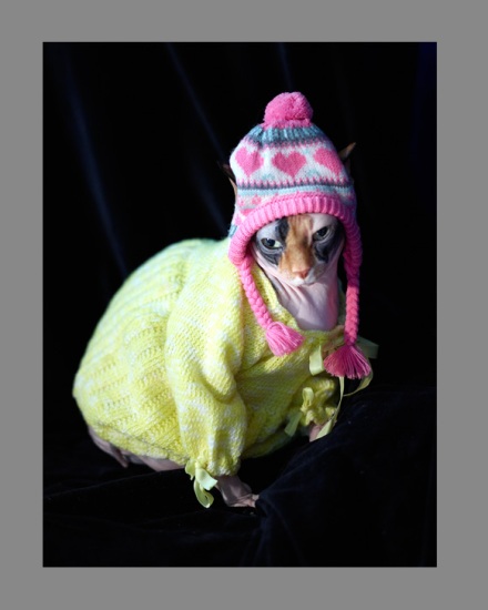 Sphynx-Cat-Photographs-CF012902 Sphynx-Cat-Photographs-CF012902