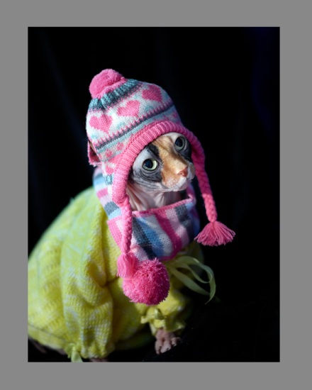 Sphynx-Cat-Photographs-CF012906 Sphynx-Cat-Photographs-CF012906