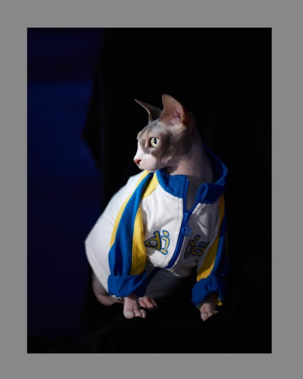 Sphynx-Cat-Photographs-CF012935 Sphynx-Cat-Photographs-CF012935