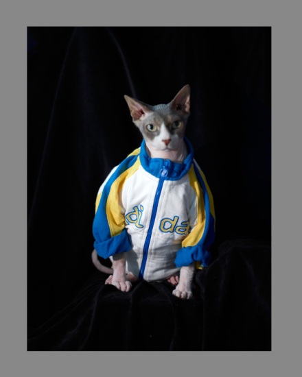 Sphynx-Cat-Photographs-CF012939 Sphynx-Cat-Photographs-CF012939
