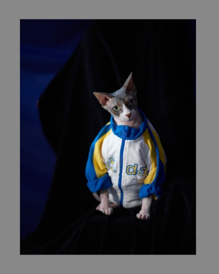 Sphynx-Cat-Photographs-CF012941 Sphynx-Cat-Photographs-CF012941