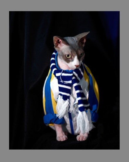 Sphynx-Cat-Photographs-CF012953 Sphynx-Cat-Photographs-CF012953