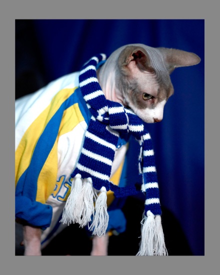 Sphynx-Cat-Photographs-CF012957 Sphynx-Cat-Photographs-CF012957