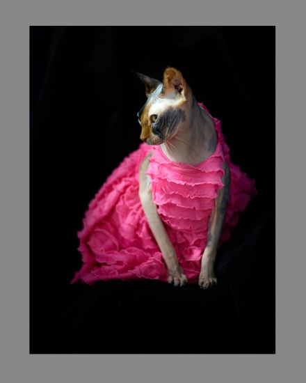 Sphynx-Cat-Photographs-CF012982 Sphynx-Cat-Photographs-CF012982