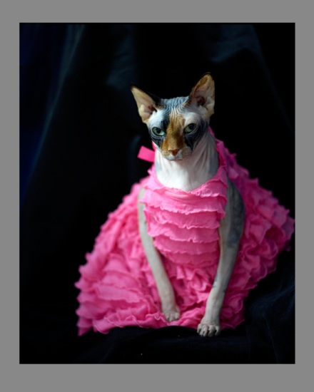 Sphynx-Cat-Photographs-CF012983 Sphynx-Cat-Photographs-CF012983