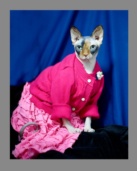 Sphynx-Cat-Photographs-CF013030 Sphynx-Cat-Photographs-CF013030
