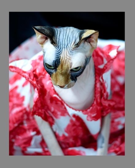 Sphynx-Cat-Photographs-CF013043 Sphynx-Cat-Photographs-CF013043