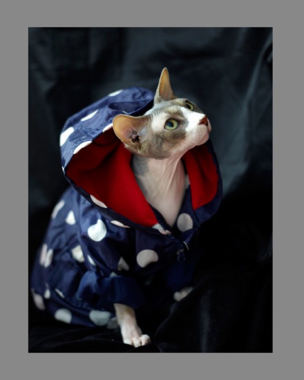 Sphynx-Cat-Photographs-CF013094 Sphynx-Cat-Photographs-CF013094