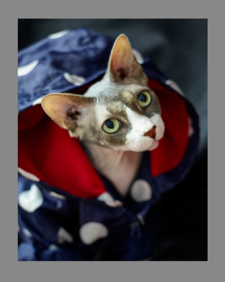 Sphynx-Cat-Photographs-CF013099-v2 Sphynx-Cat-Photographs-CF013099-v2