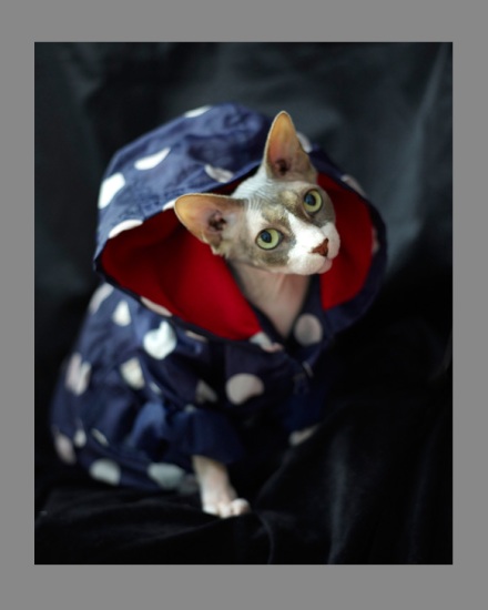 Sphynx-Cat-Photographs-CF013099 Sphynx-Cat-Photographs-CF013099