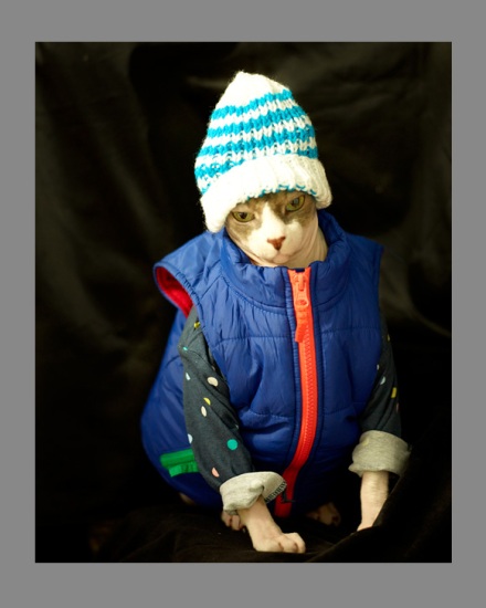 Sphynx-Cat-Photographs-CF013103 Sphynx-Cat-Photographs-CF013103