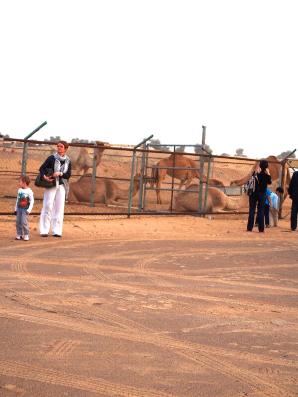 Arabian Adventures with Desert Safari in Dubai, Evening Desert Safari in Dubai, Desert Experience with Arabian Adventure