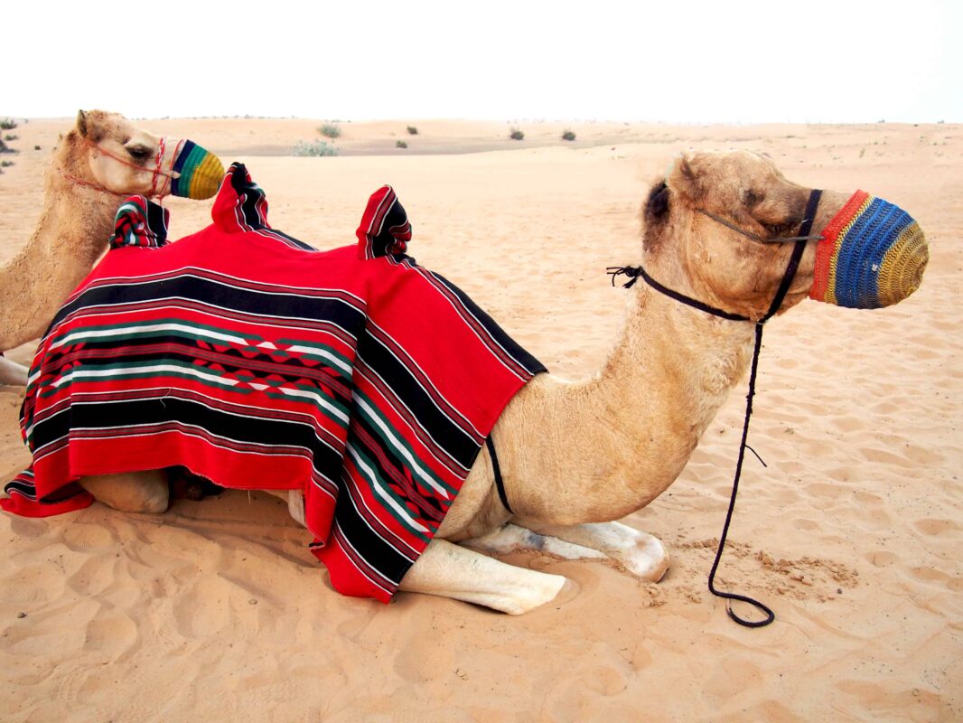 Arabian Adventures with Desert Safari in Dubai, Evening Desert Safari in Dubai, Desert Experience with Arabian Adventure