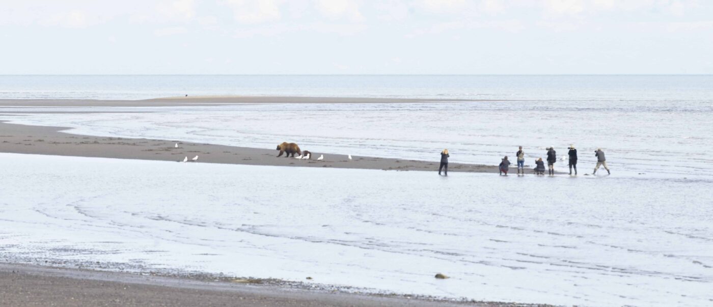 Bear hugs & the Bear facts, Black Bear, Grizzly Bear Cubs Photo Prints, Dr Zenaidy Castro Photography, globetrotting Dentist and award winning Cultural portrait Photographer,