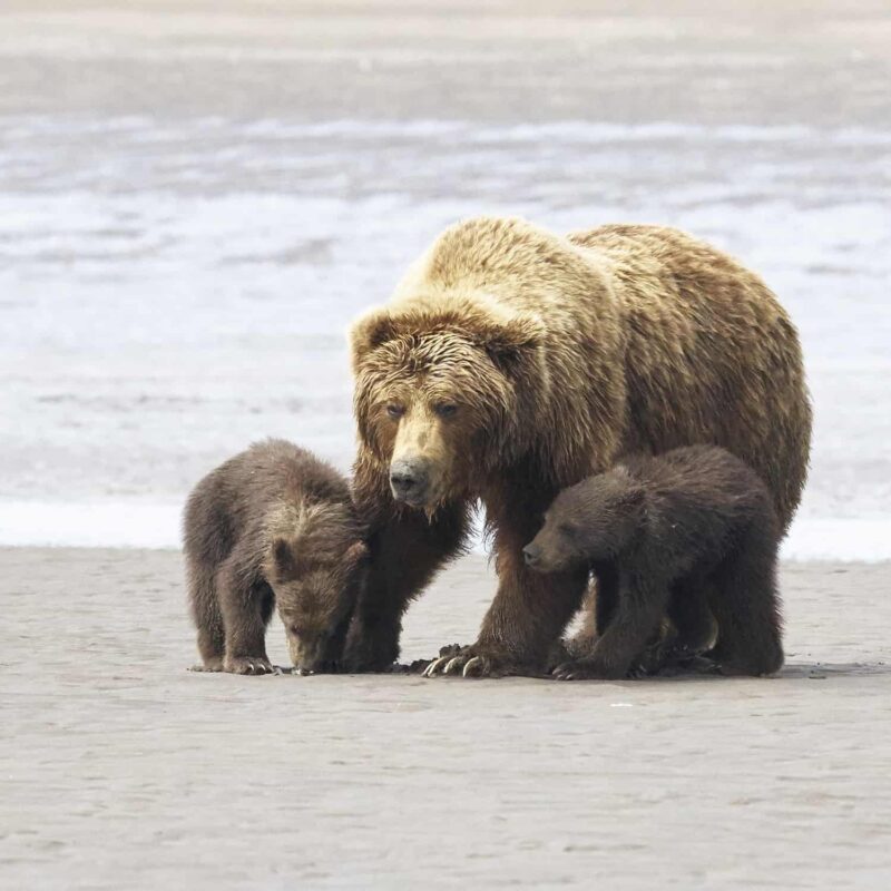 Bear hugs & the Bear facts, Black Bear, Grizzly Bear Cubs Photo Prints, Dr Zenaidy Castro Photography, globetrotting Dentist and award winning Cultural portrait Photographer,