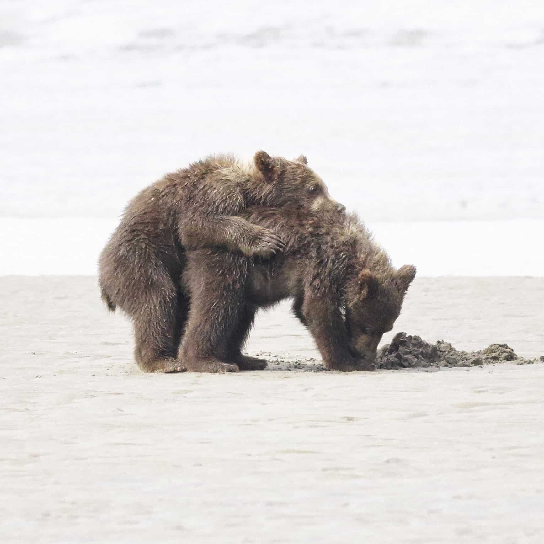 Bear hugs, the Bear facts, Black Bear, Grizzly Bear Cubs Photo Prints, Dr Zenaidy Castro Photography, globetrotting Dentist and award winning Cultural portrait Photographer,