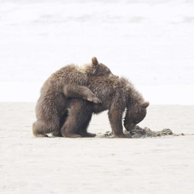 Bear hugs & the Bear facts, Black Bear, Grizzly Bear Cubs Photo Prints, Dr Zenaidy Castro Photography, globetrotting Dentist and award winning Cultural portrait Photographer,