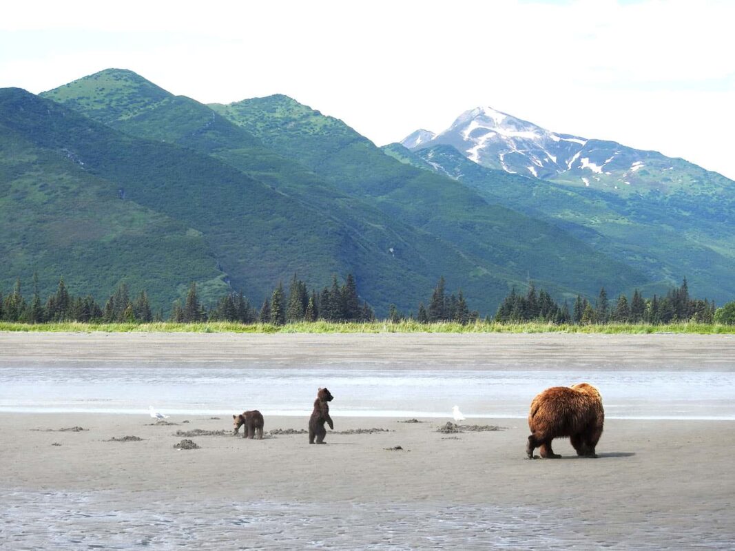 Bear hugs & the Bear facts, Black Bear, Grizzly Bear Cubs Photo Prints, Dr Zenaidy Castro Photography, globetrotting Dentist and award winning Cultural portrait Photographer,