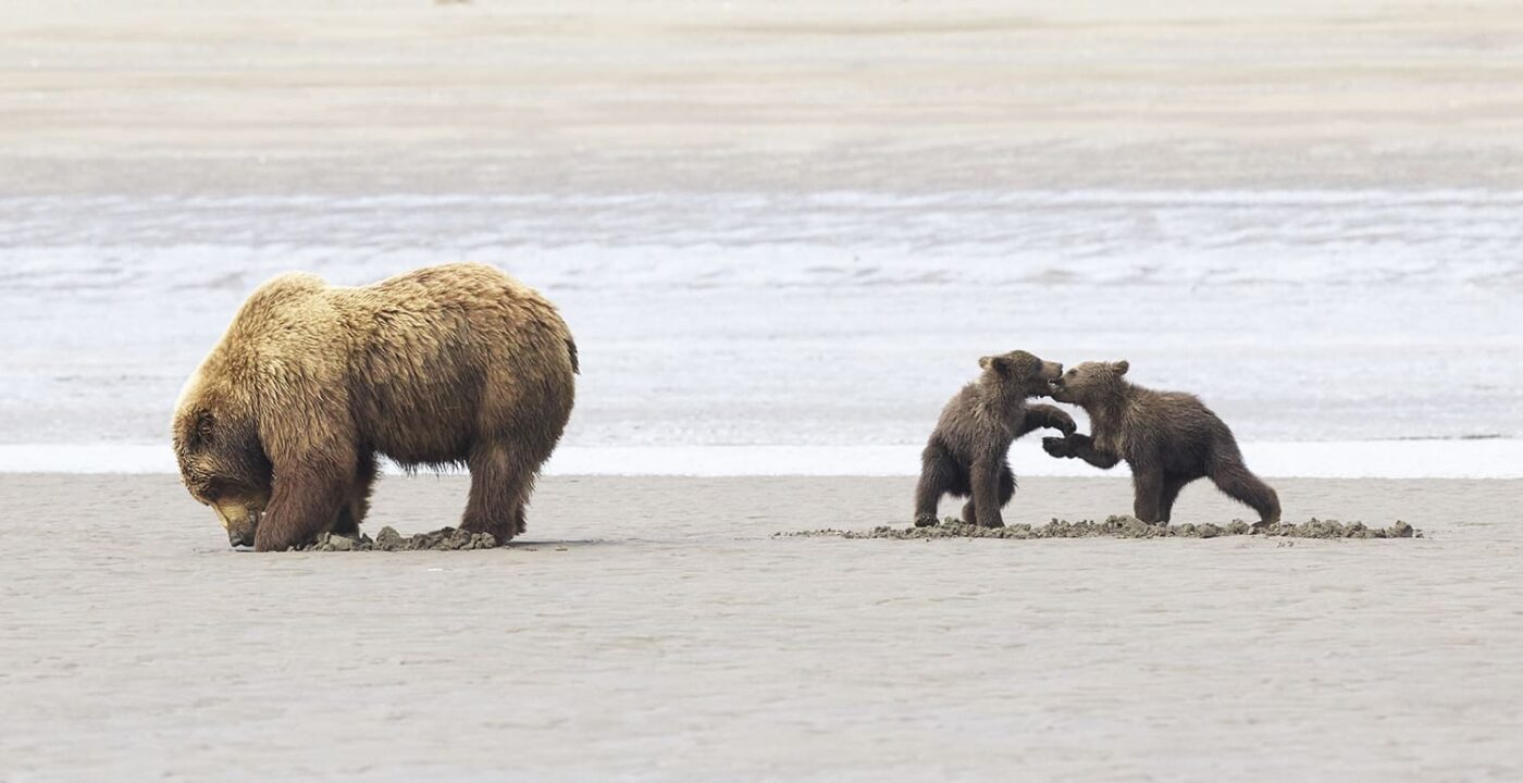 Bear hugs & the Bear facts, Black Bear, Grizzly Bear Cubs Photo Prints, Dr Zenaidy Castro Photography, globetrotting Dentist and award winning Cultural portrait Photographer,