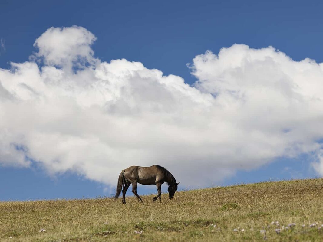 Among wild Horses, A Portrait of the Pryor Mountain Mustangs, Beauty of the World's Wild Horses Photography, The Adventure of Photographing Wild Horses
