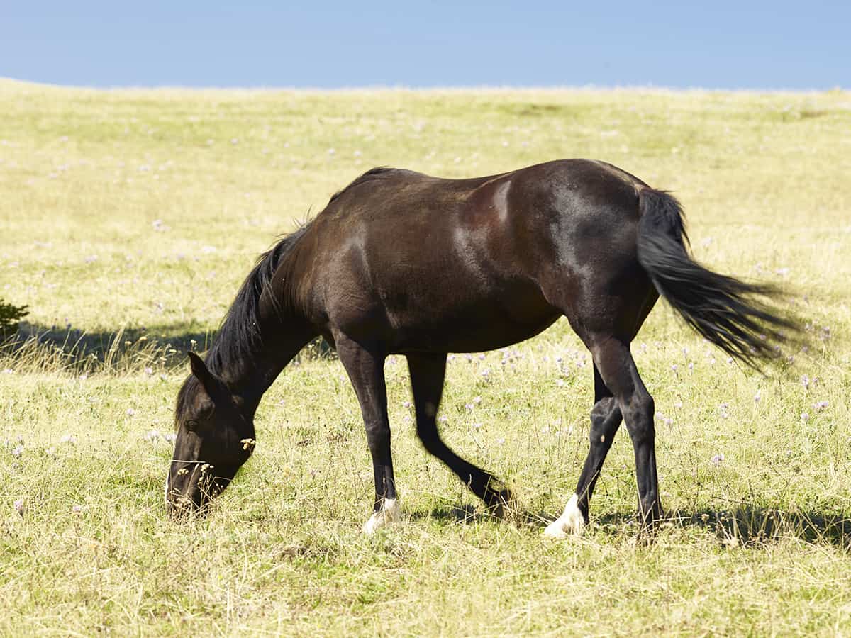 Among wild Horses, A Portrait of the Pryor Mountain Mustangs, Beauty of the World's Wild Horses Photography, The Adventure of Photographing Wild Horses