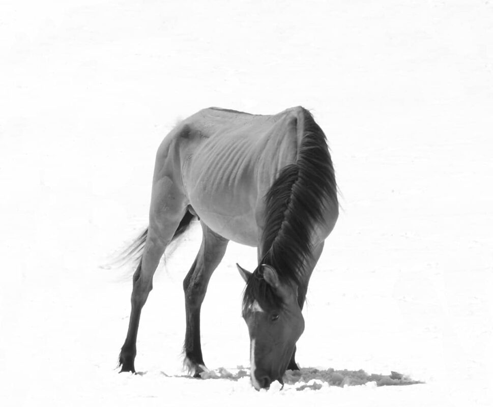 Among wild Horses, A Portrait of the Pryor Mountain Mustangs, Beauty of the World's Wild Horses Photography, The Adventure of Photographing Wild Horses