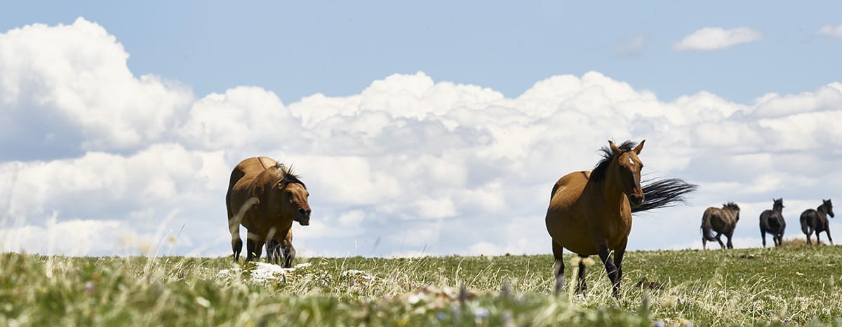 Among wild Horses, A Portrait of the Pryor Mountain Mustangs, Beauty of the World's Wild Horses Photography, The Adventure of Photographing Wild Horses
