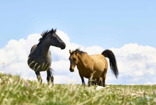 Among wild Horses, A Portrait of the Pryor Mountain Mustangs, Beauty of the World's Wild Horses Photography, The Adventure of Photographing Wild Horses