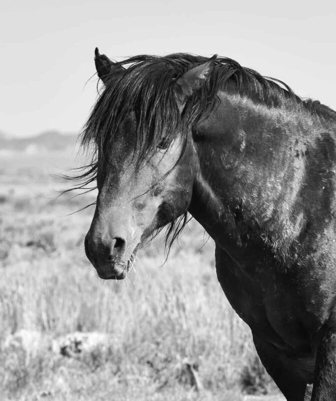 Among wild Horses, A Portrait of the Pryor Mountain Mustangs, Beauty of the World's Wild Horses Photography, The Adventure of Photographing Wild Horses