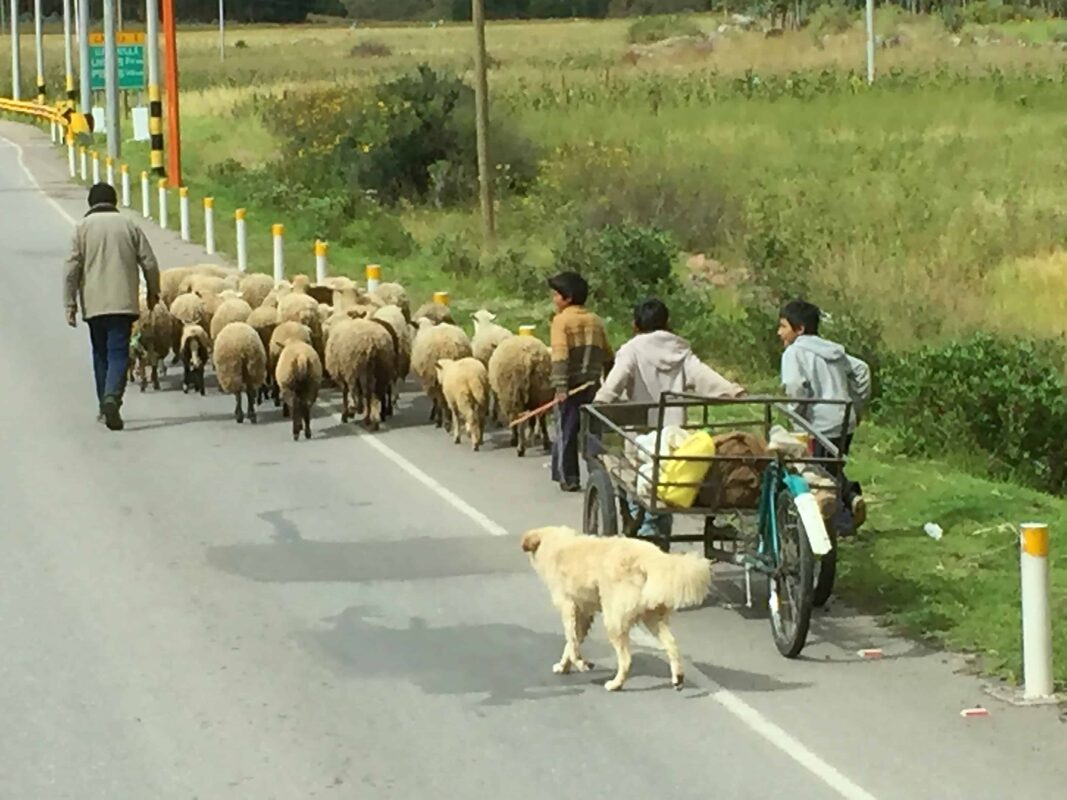 Cusco to Puno Peru Travel by 9 hours Bus Ride, Cusco to Puno Bus Tour in Peru: What You’ll See Along The Way, Bus from Cusco to Lake Titicaca. Traveling from Cusco to Lake Titicaca