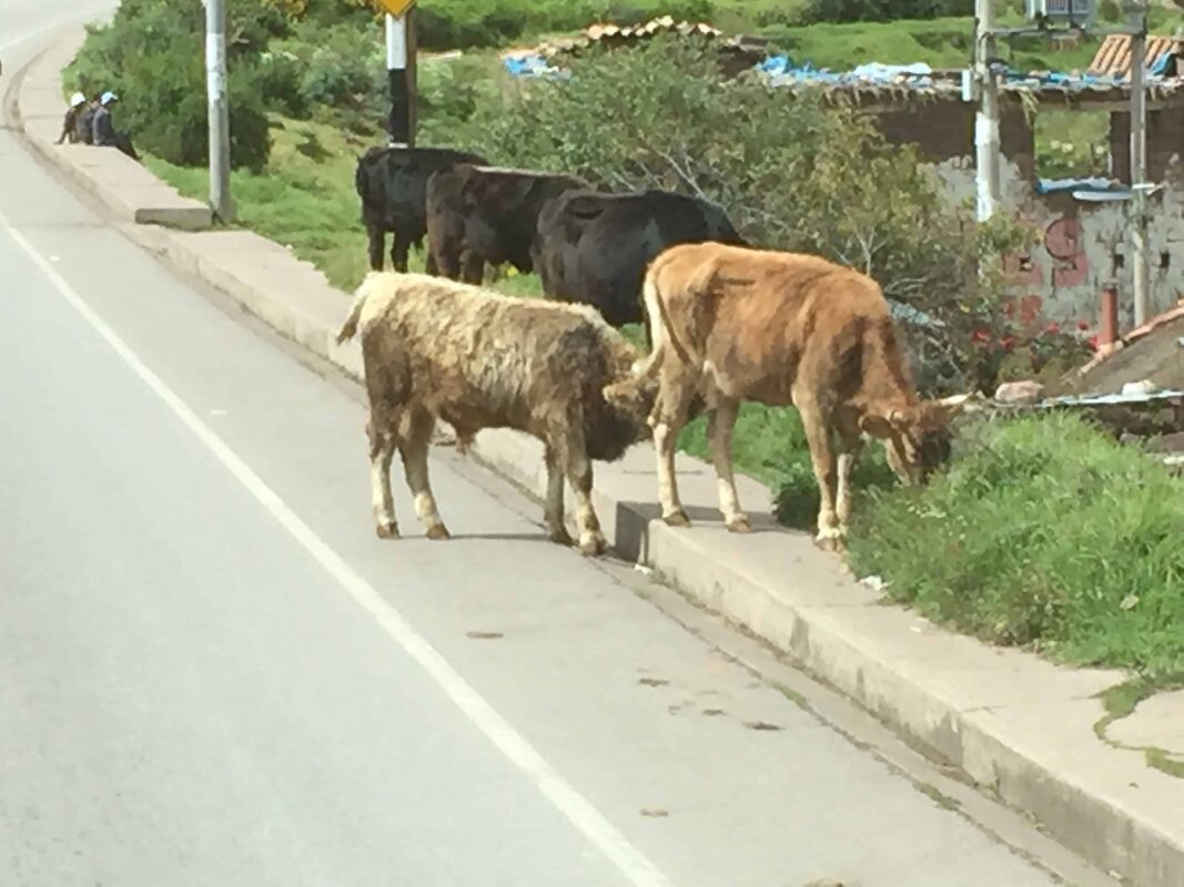 Cusco to Puno Peru Travel by 9 hours Bus Ride, Cusco to Puno Bus Tour in Peru: What You’ll See Along The Way, Bus from Cusco to Lake Titicaca. Traveling from Cusco to Lake Titicaca