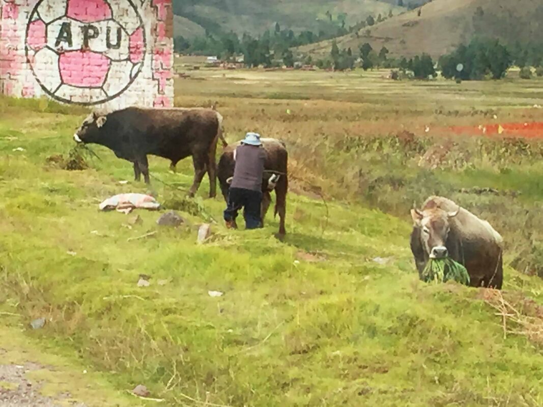 Cusco to Puno Peru Travel by 9 hours Bus Ride, Cusco to Puno Bus Tour in Peru: What You’ll See Along The Way, Bus from Cusco to Lake Titicaca. Traveling from Cusco to Lake Titicaca