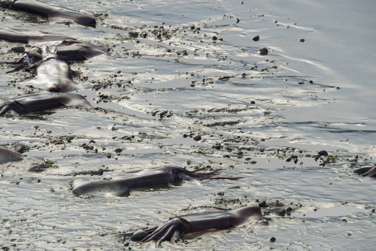 Impact of Global Warming on our Oceans and Aquatic animals, Effect of Global warming on our Oceans and Sea Mammals, Climate Change Impacts on the Ocean and Marine, Impact of global warming on aquatic animals, Effects of global warming on our oceans